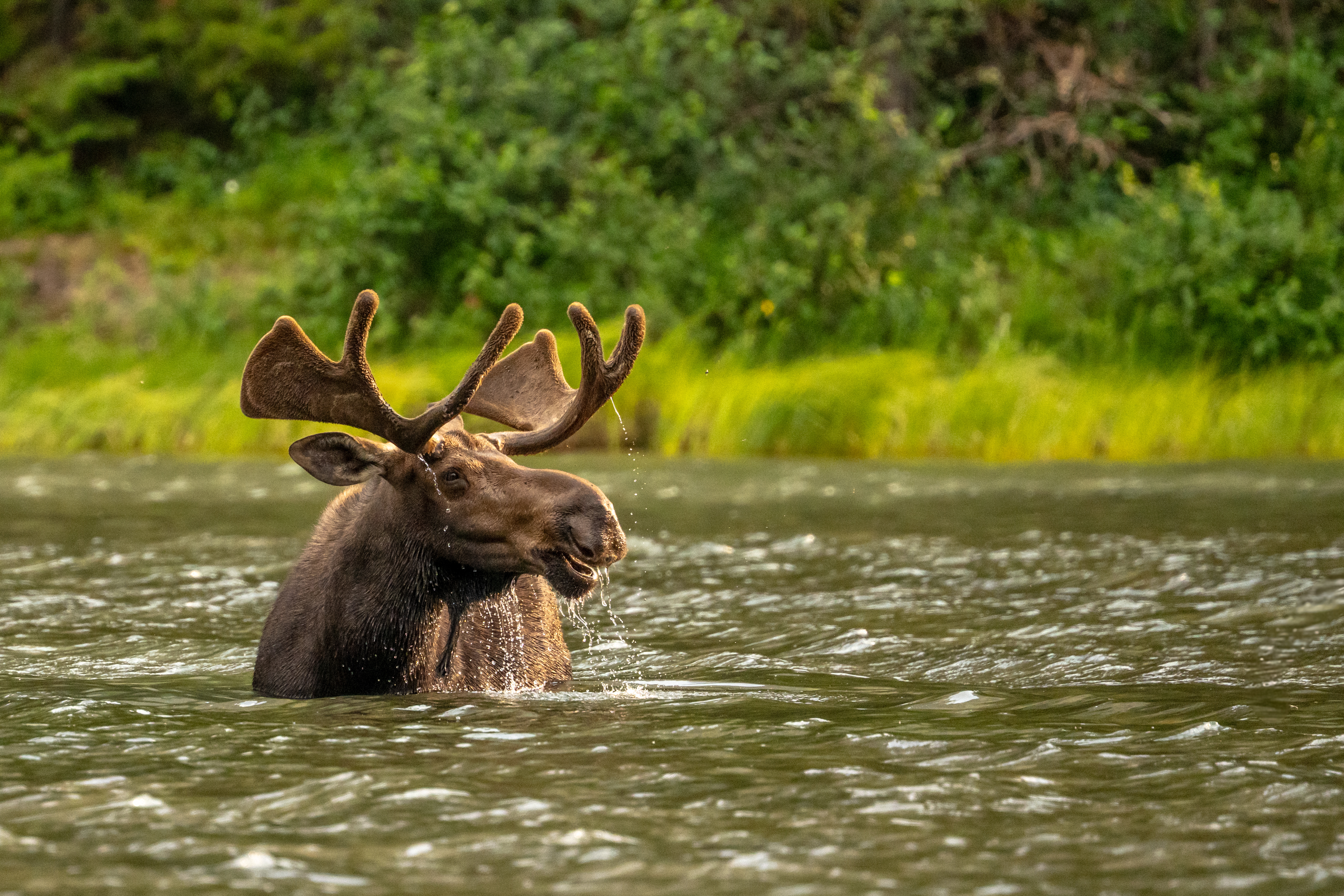 Water draining off antlers of a bull moose standing in a lake.