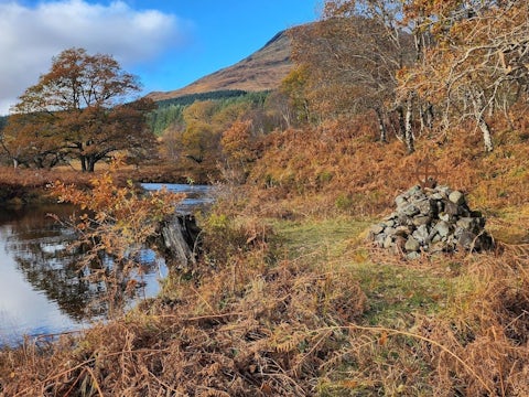A forest in autumn on Iona and Mull Ardura forest