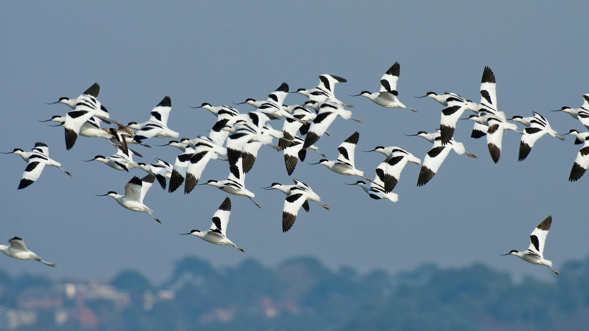 Flock of Avocets flying
