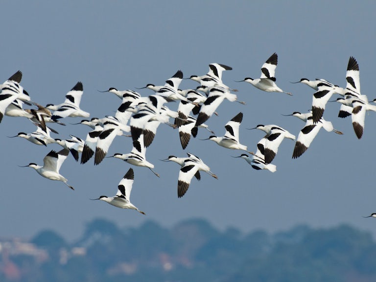 Flock of Avocets flying