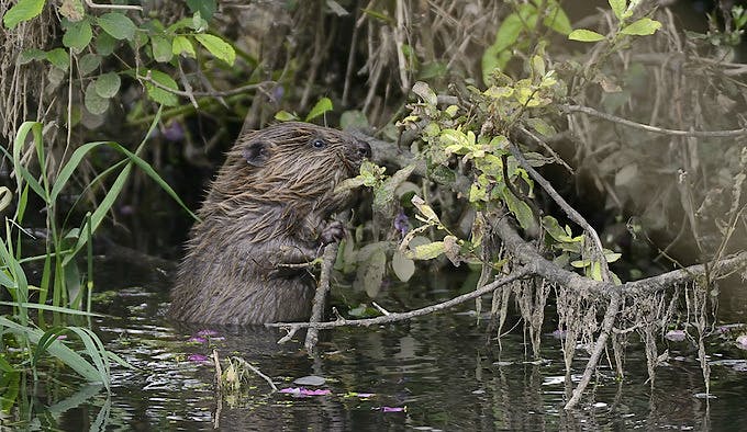 Beaver kit nibbling willow