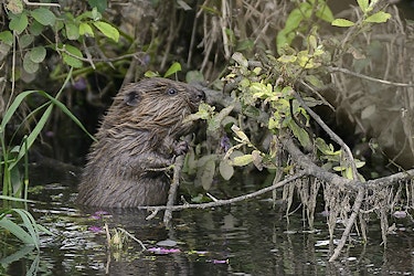 Beaver kit nibbling willow