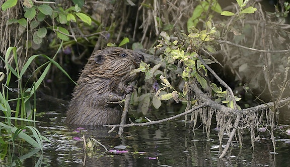 Beaver kit nibbling willow