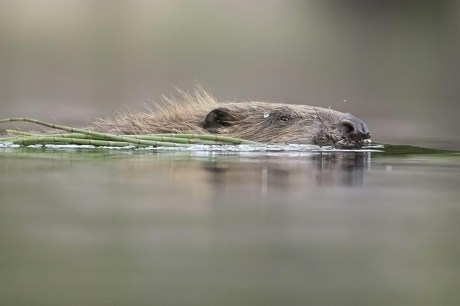 Swimming beaver