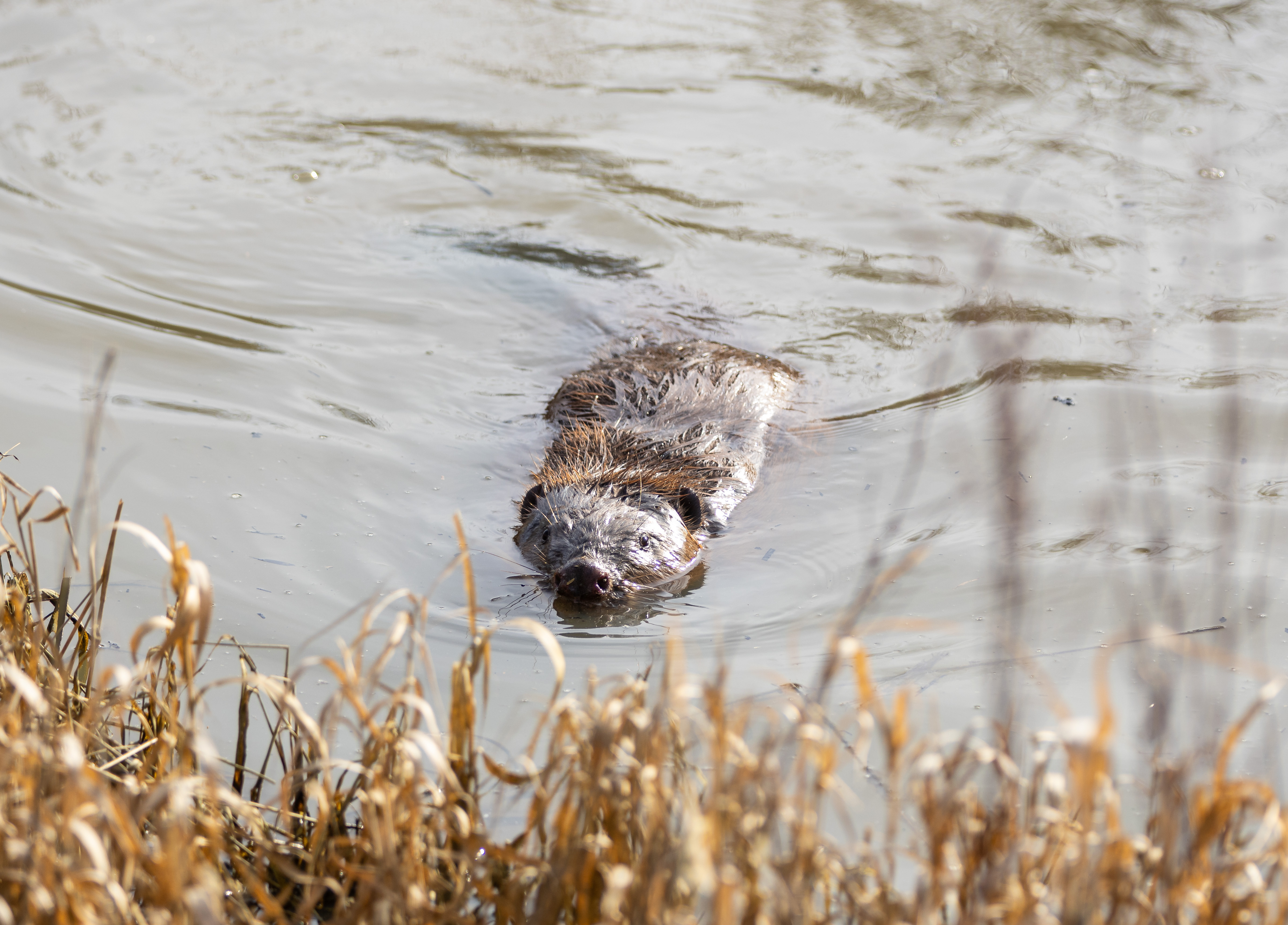 Eurasian beaver in the water with a grassy bank in the foreground