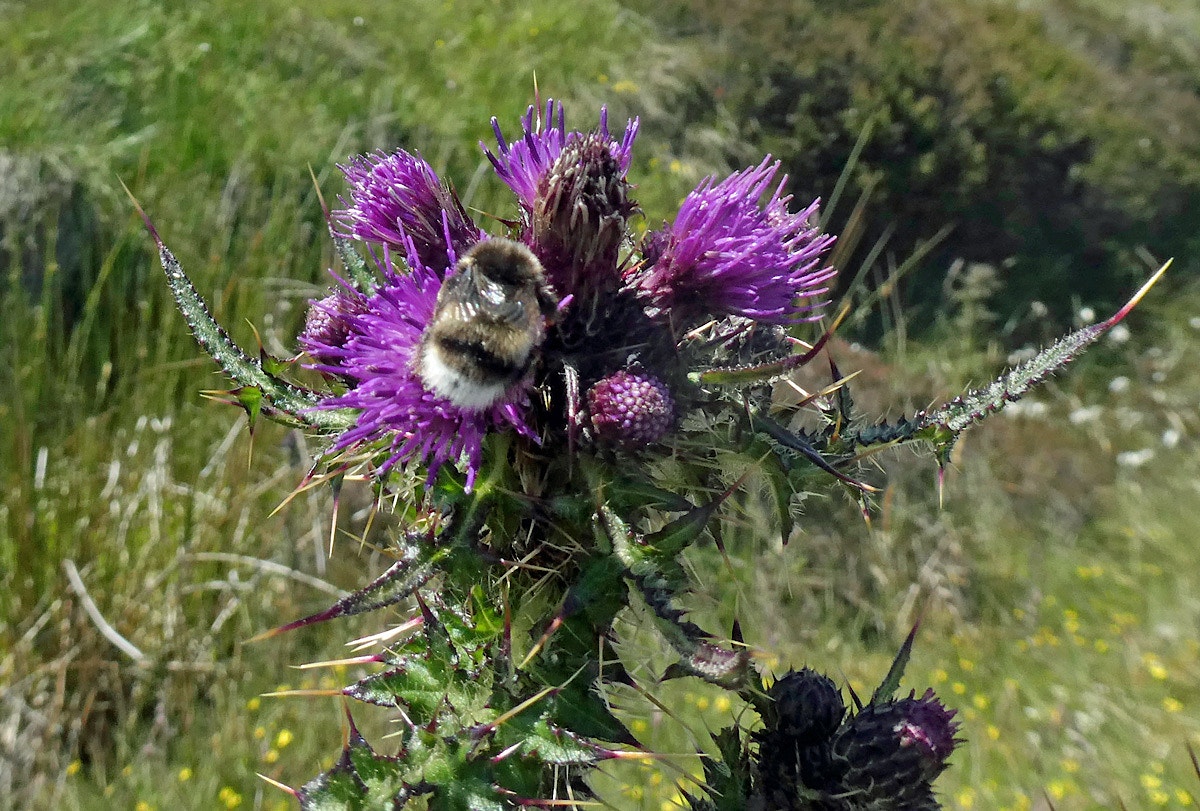 Bumblebee on purple flower, Yearn Stane