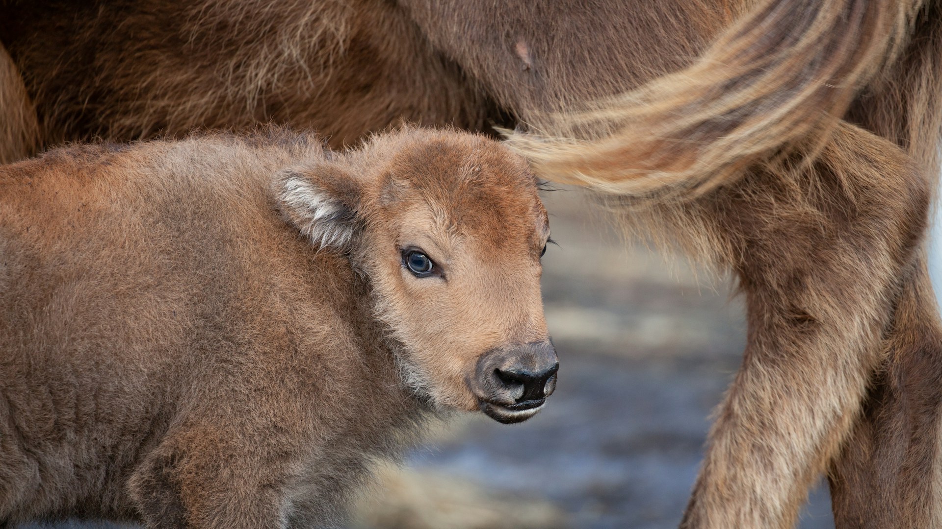 Bison Calf