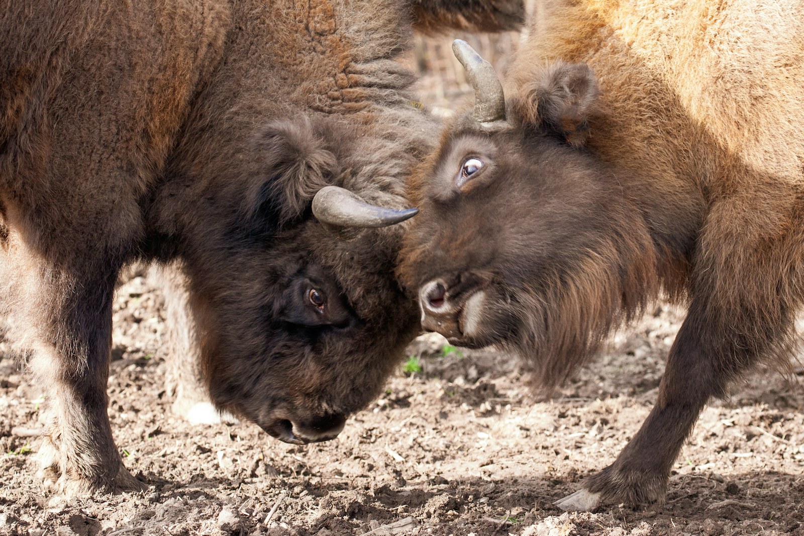 A close up shot of bison bull and female locking horns