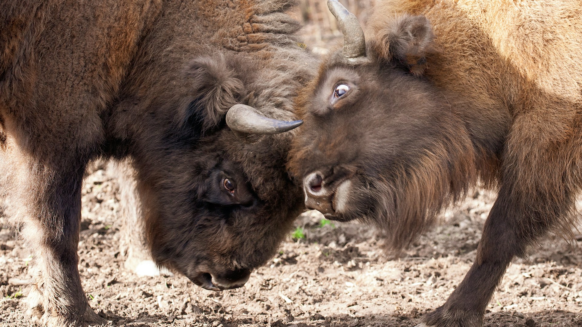 A close up shot of bison bull and female locking horns