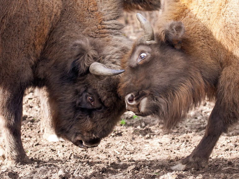 A close up shot of bison bull and female locking horns