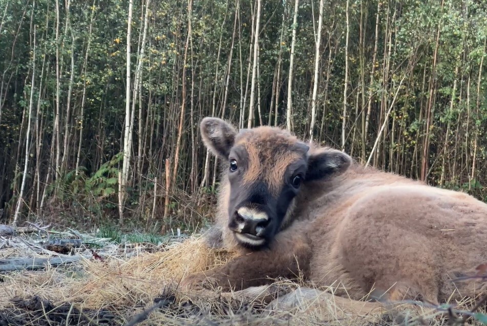 A bison calf lying in the Blean woods