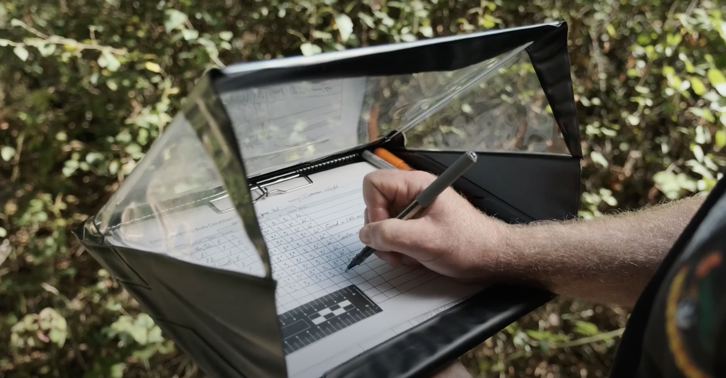 A bison ranger gathers evidence in the Blean woods