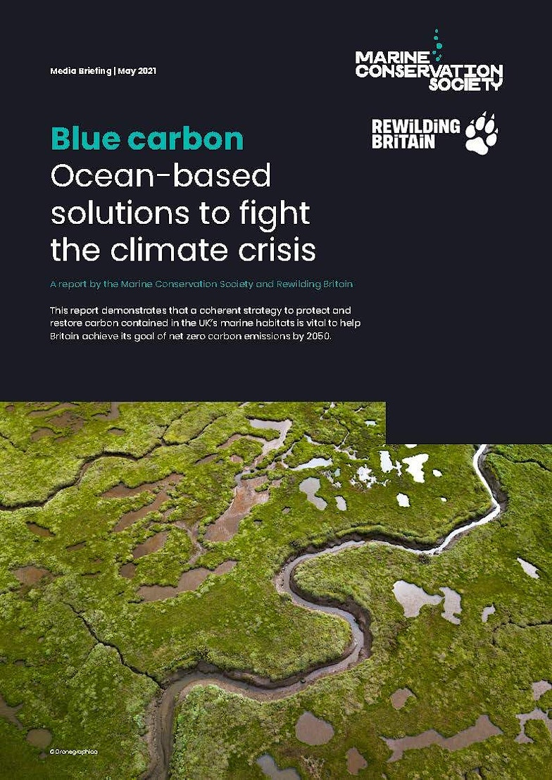 Blue Carbon report summary with the title "Blue Carbon Ocean based solutions to fight the climate crisis"