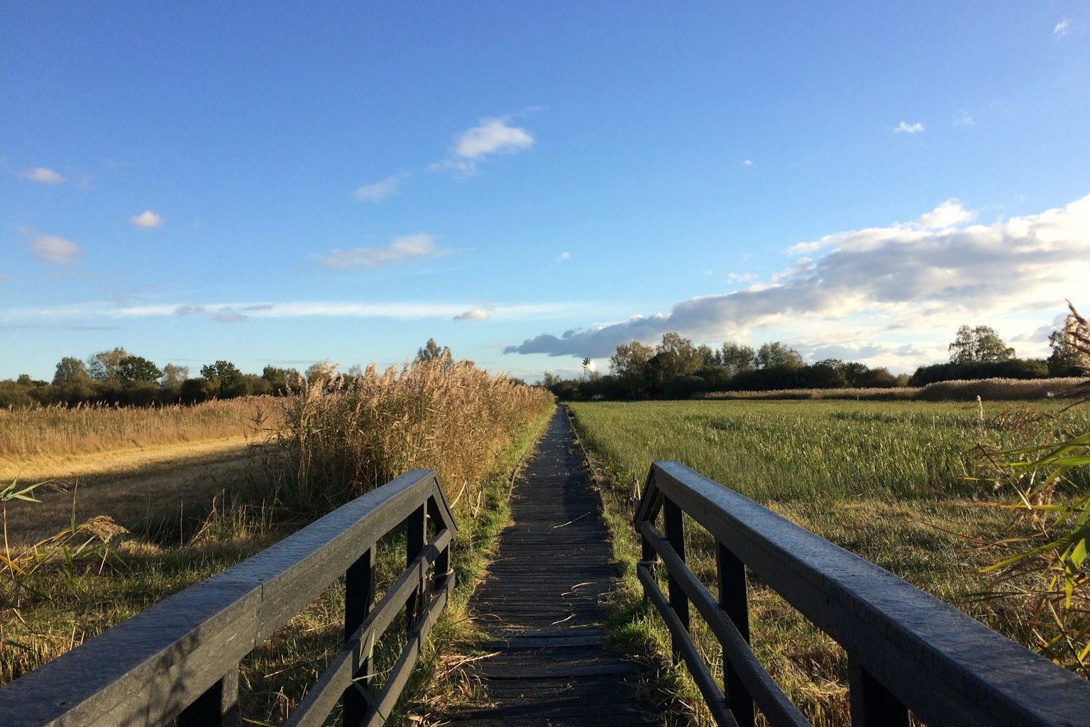 Boardwalk_Sedge Fen_Glynis Pierson