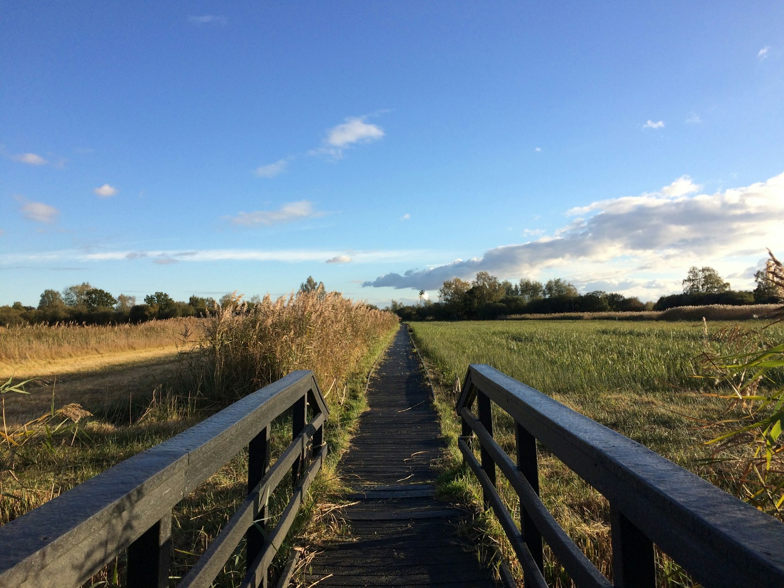 Boardwalk_Sedge Fen_Glynis Pierson