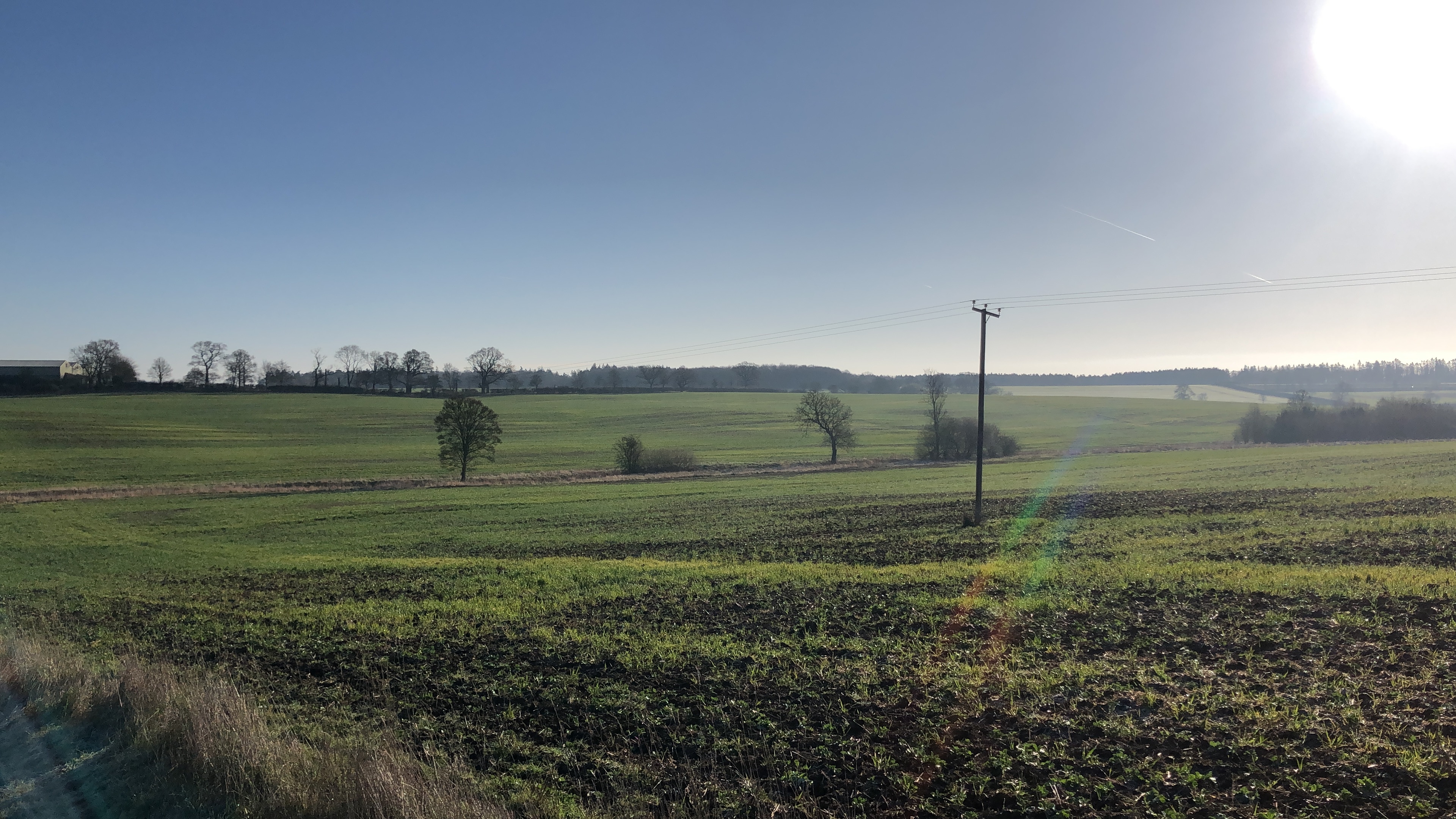 Green agricultural landscape with scattered trees on a sunny day