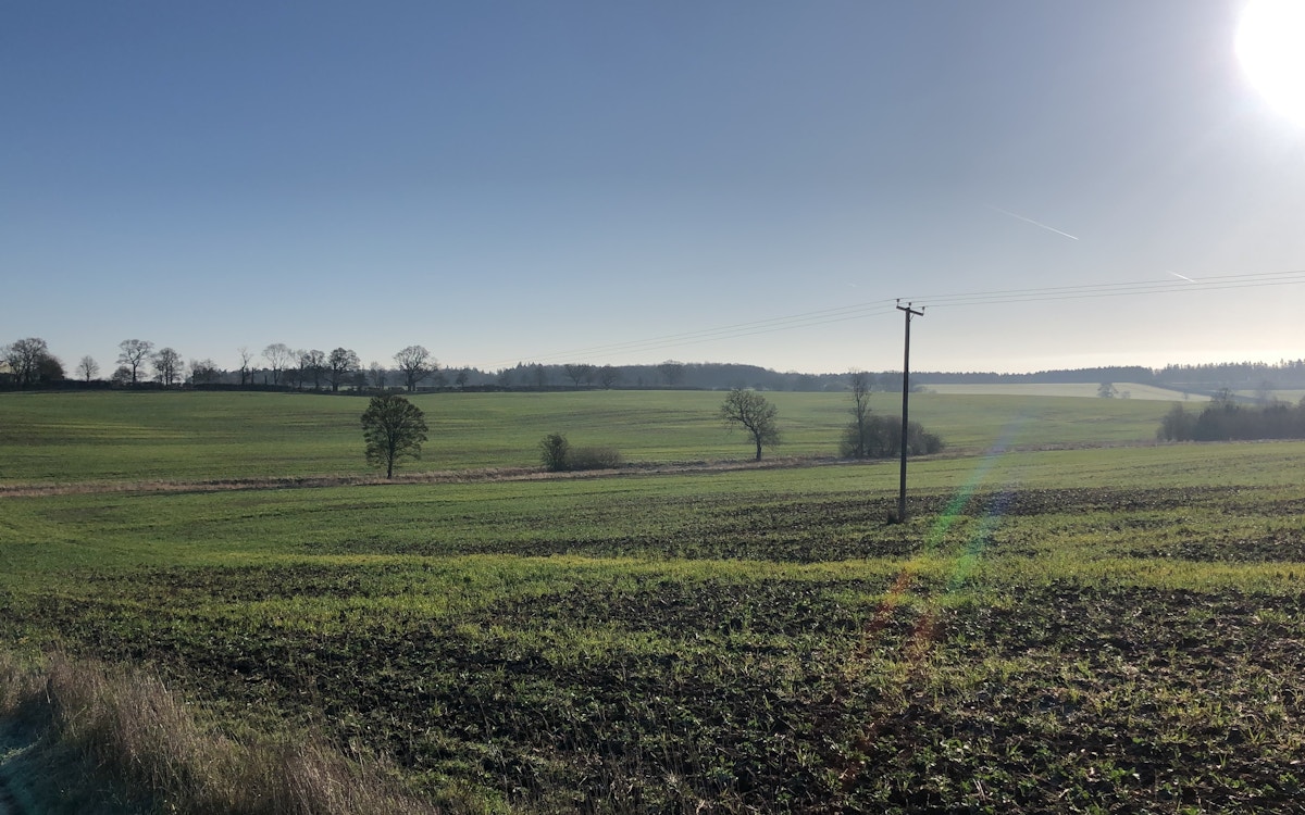 Green agricultural landscape with scattered trees on a sunny day