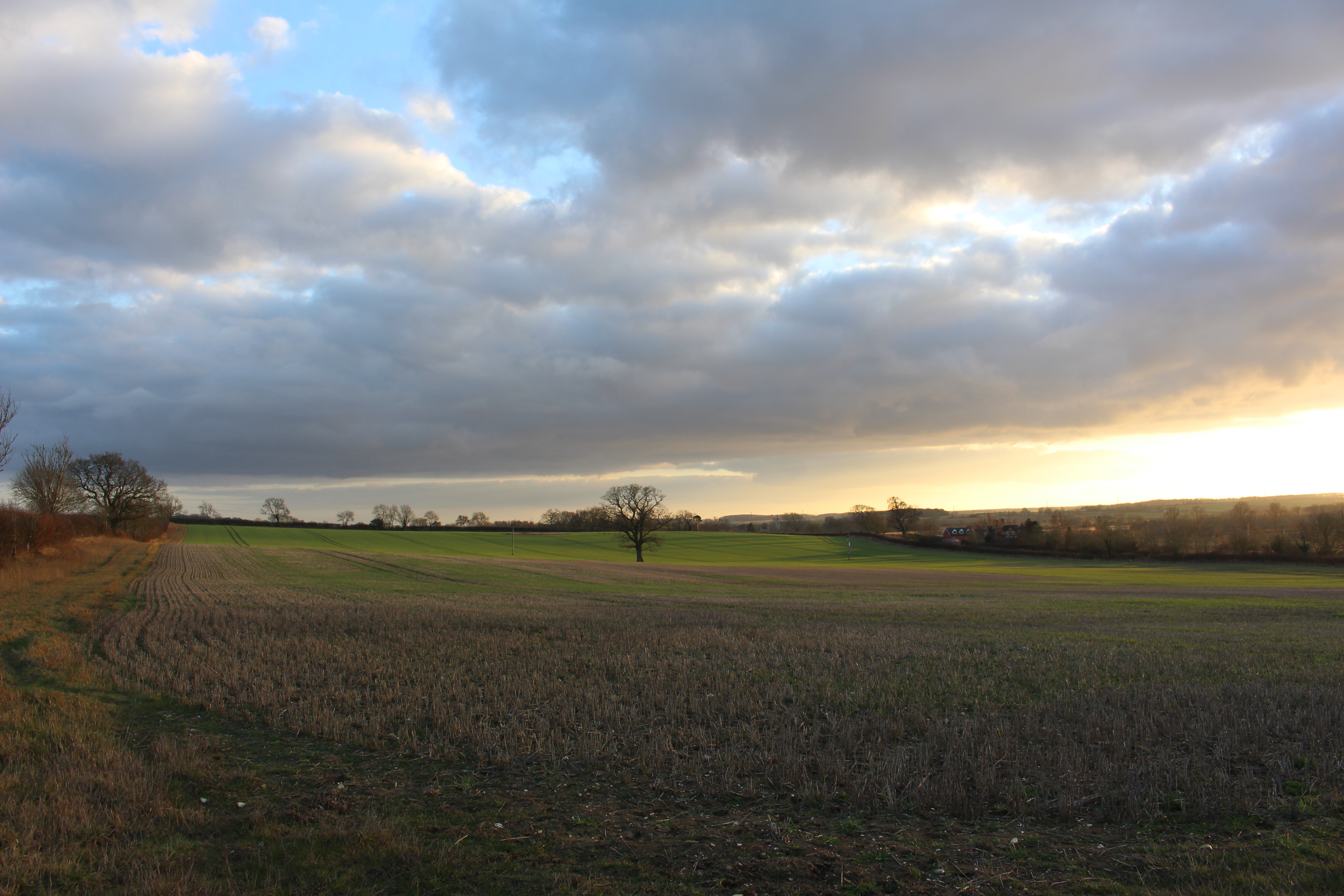 Agricultural field with distant trees on the horizon at dawn