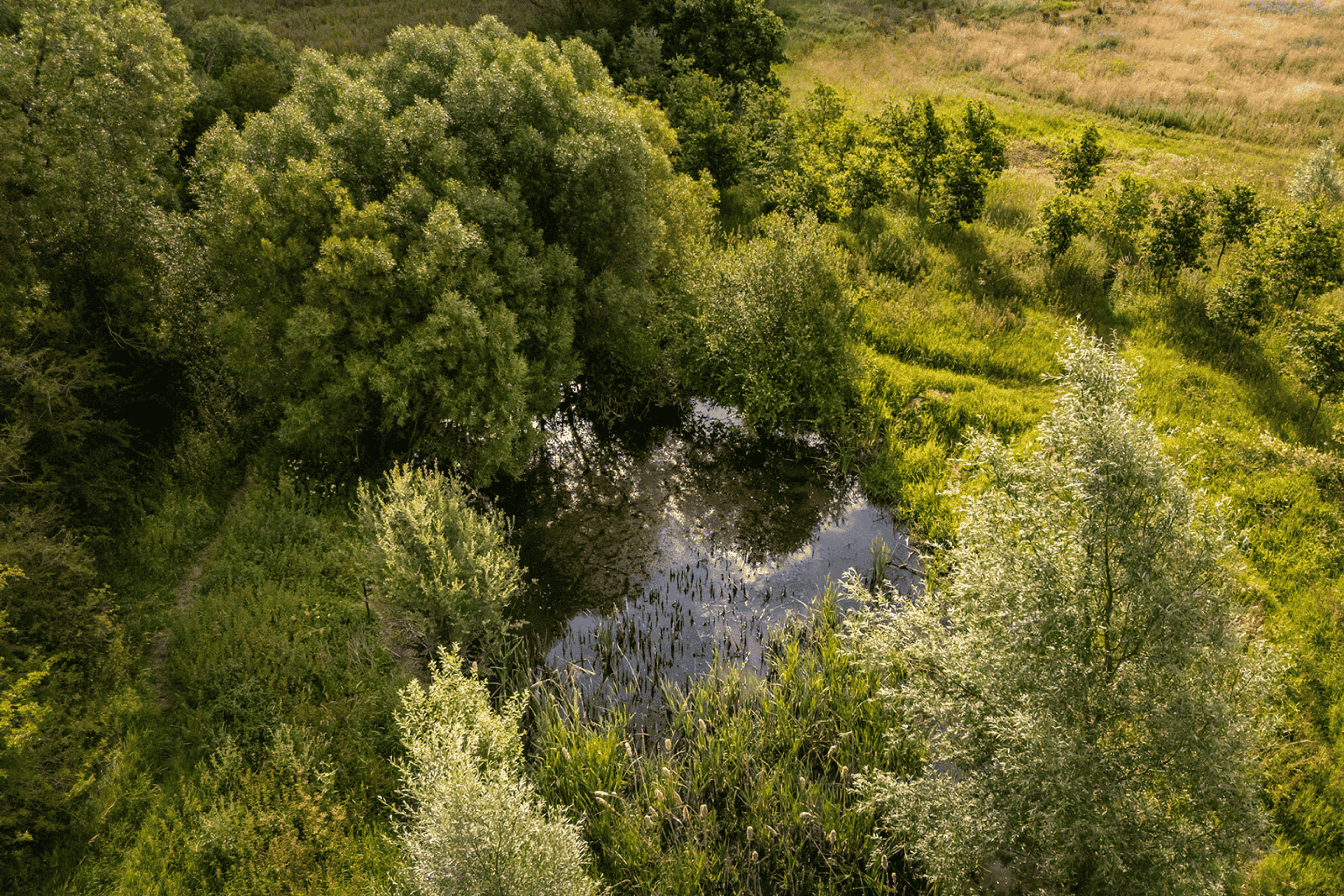 Area of restored hydrology in the centre surrounded by tree growth