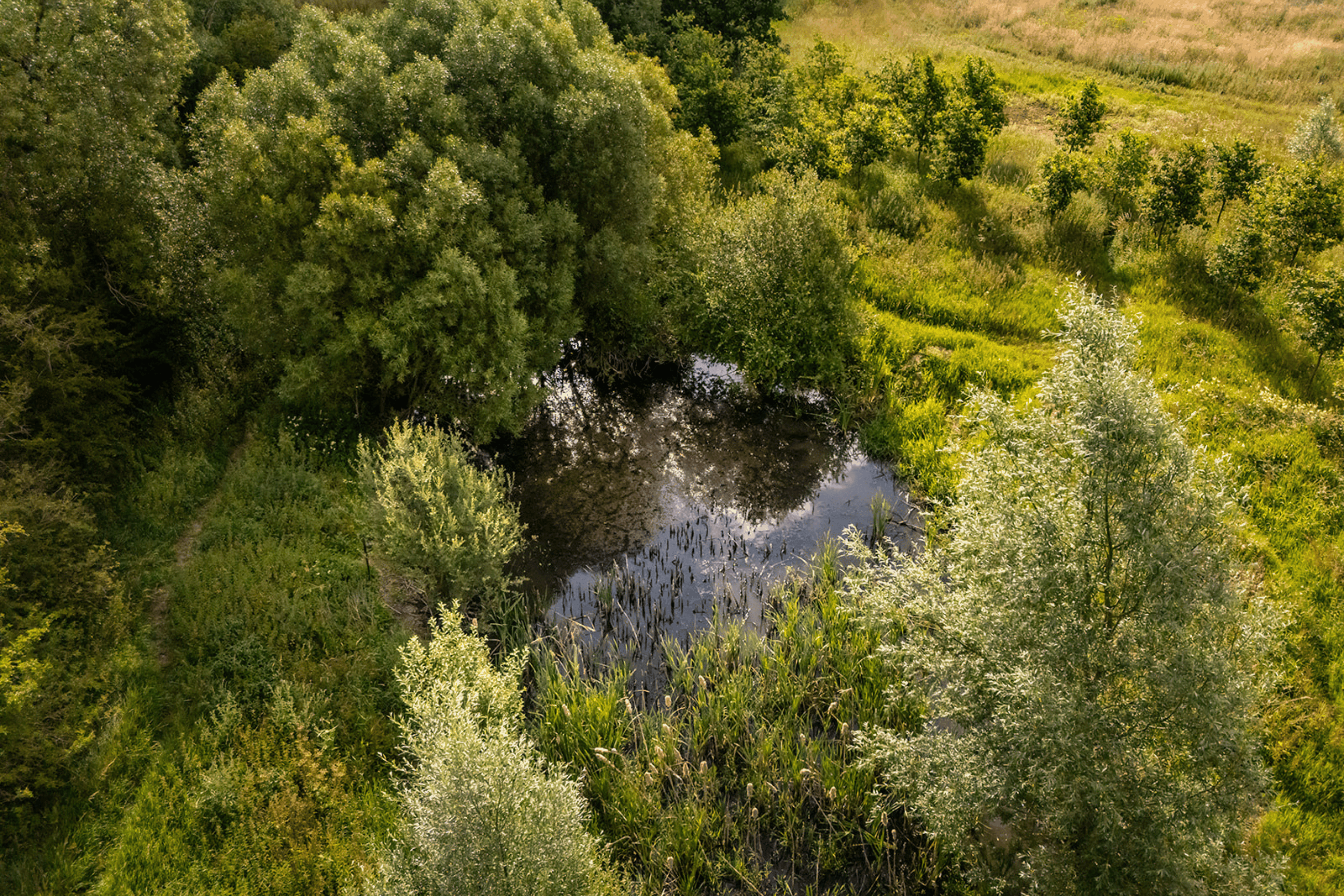 Area of restored hydrology in the centre, surrounded by tree growth