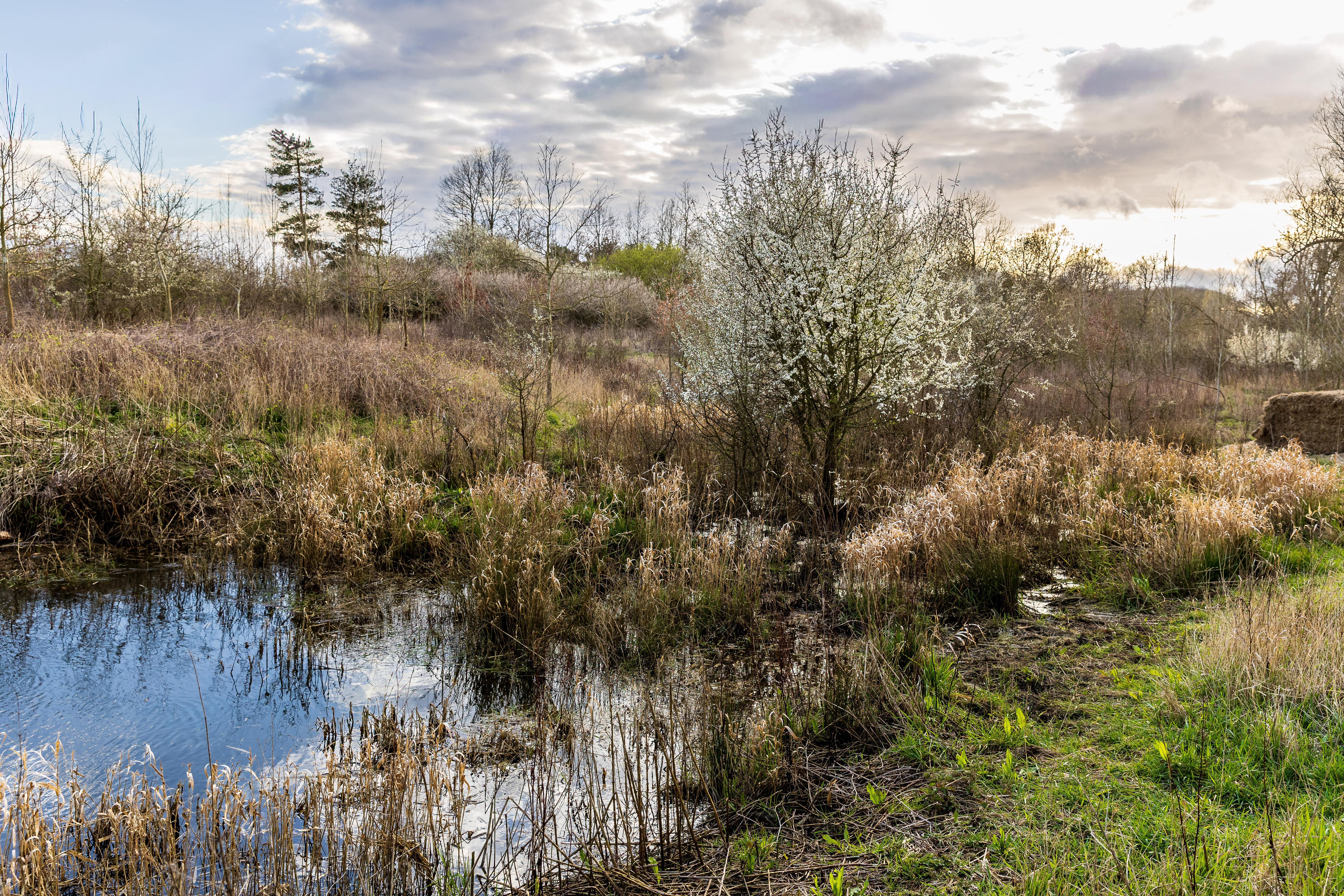 Areas of restored hydrology on Boothby site with trees in the background