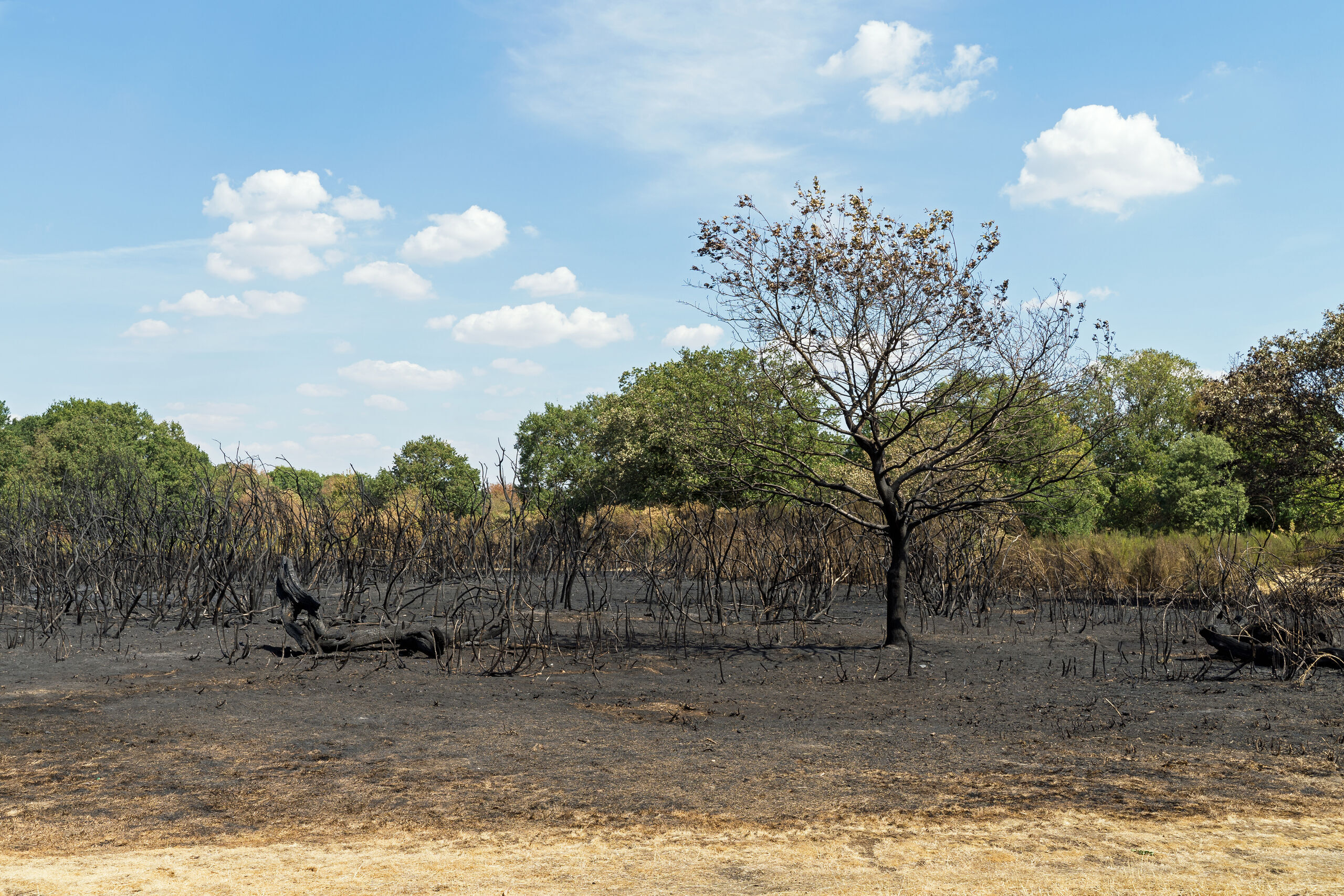 Burned tree and undergrowth Hollow Ponds wildfire