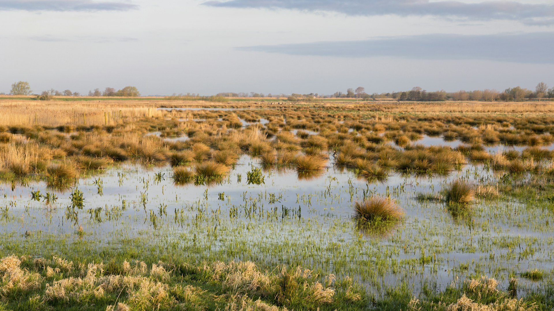 Wetlands at Wicken Fen