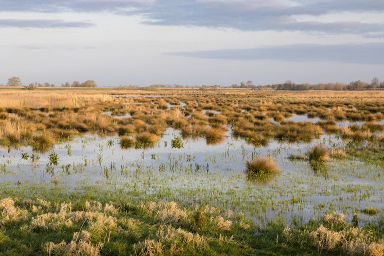 Wetlands at Wicken Fen
