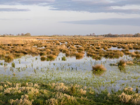 Wetlands at Wicken Fen