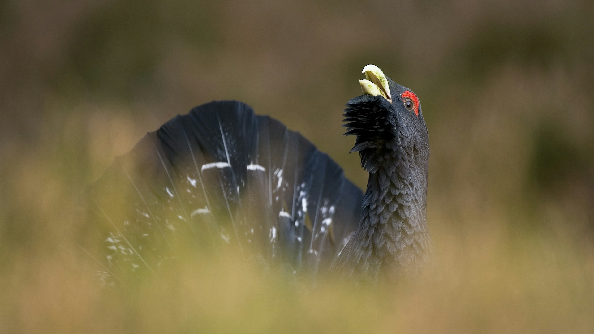 Capercaillie male displaying Scotland