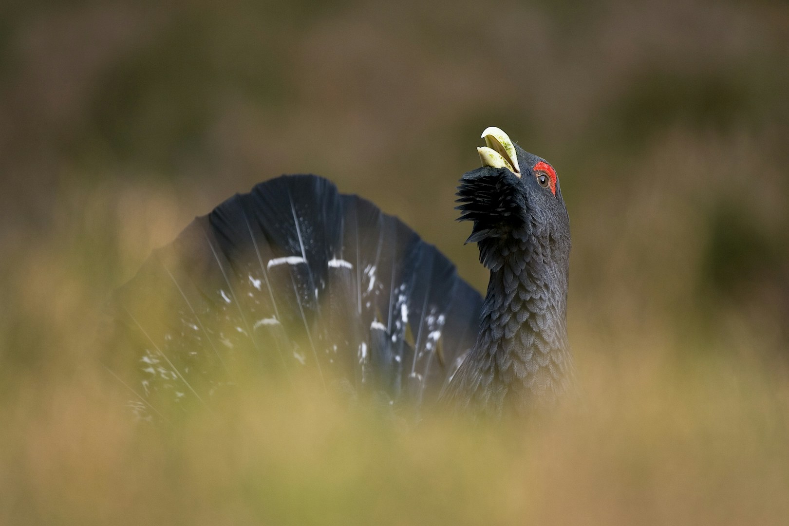 Capercaillie male displaying Scotland