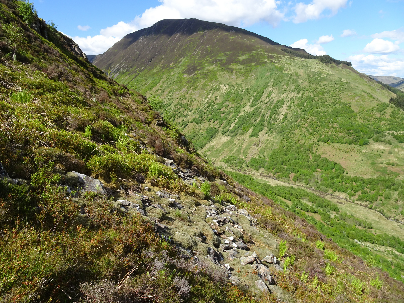 Woodland and scree habitat in Carrifran valley, Scotland