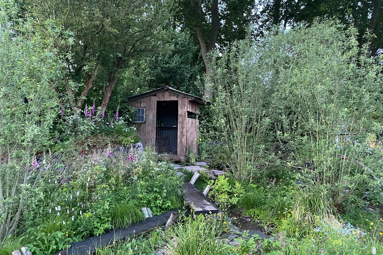 The Rewilding Garden at Chelsea flower show