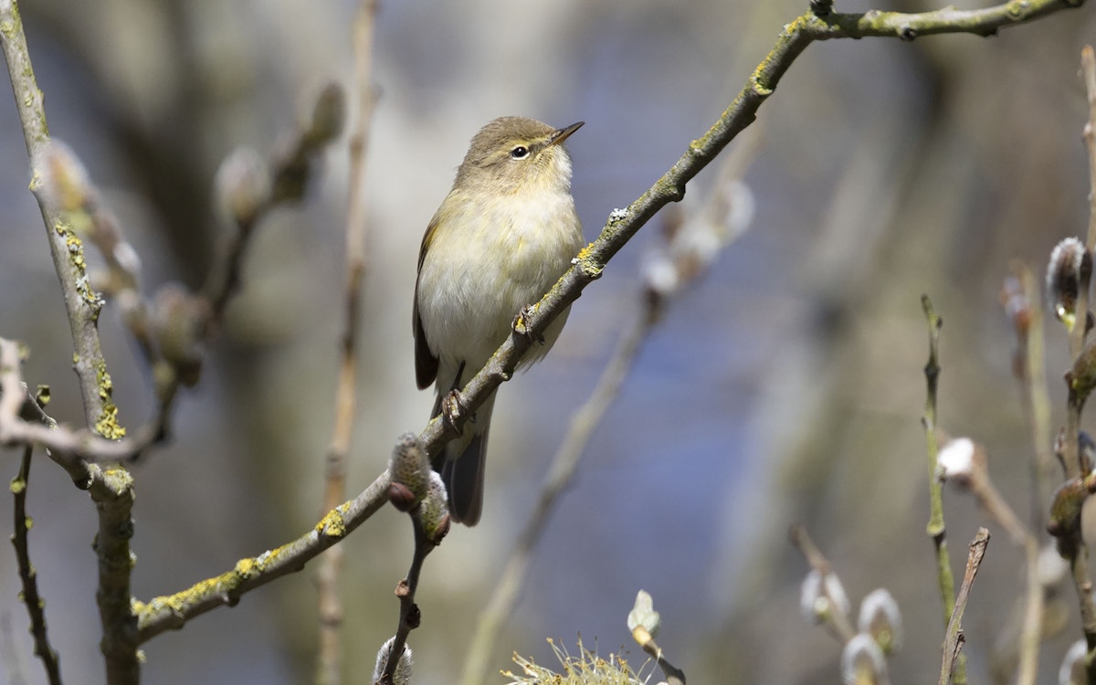 A Chiffchaff bird perched on a tree branch