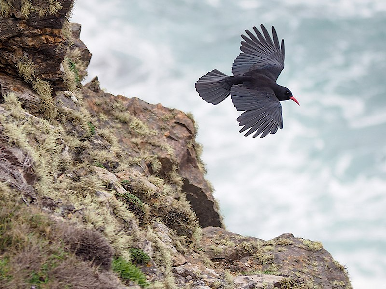 Chough