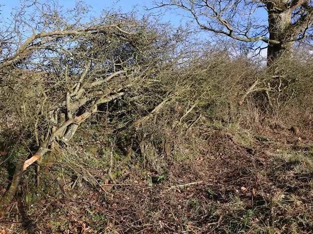 An example of conservation hedge laying