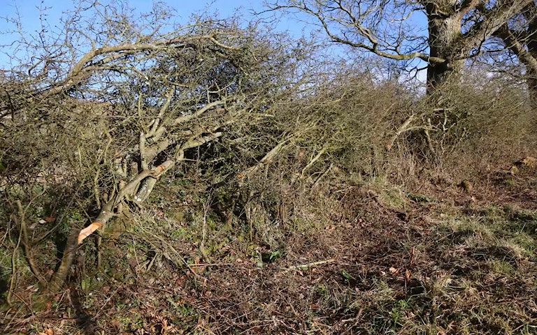 An example of conservation hedge laying