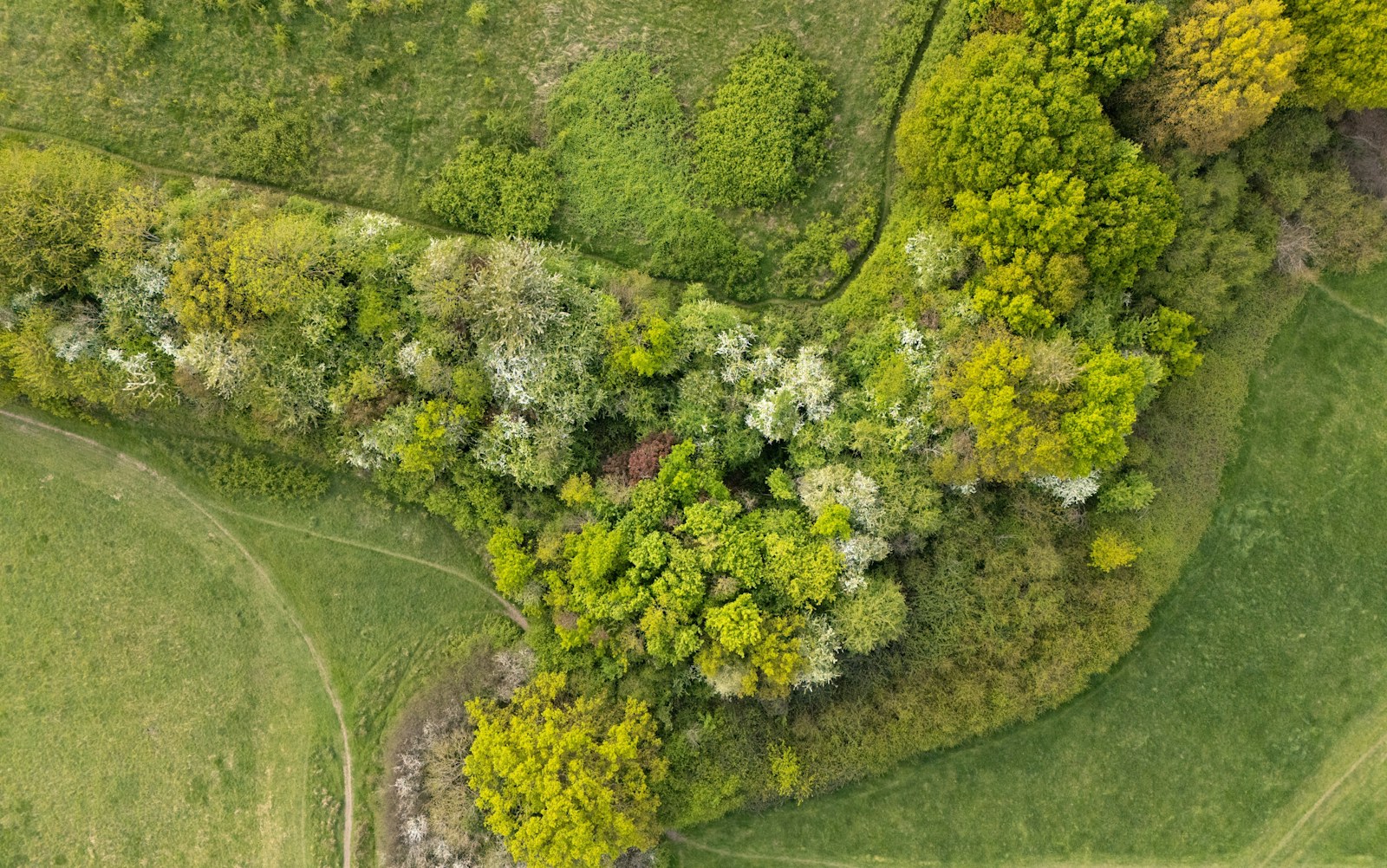 Aerial photo of tree tops and fields.