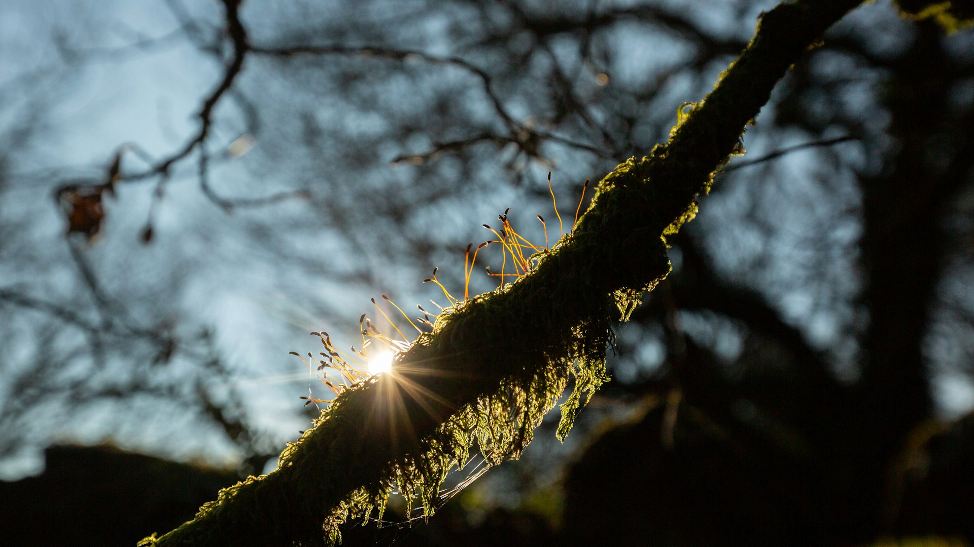 Sun over a mossy branch