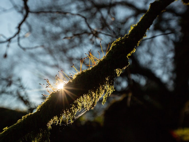 Sun over a mossy branch