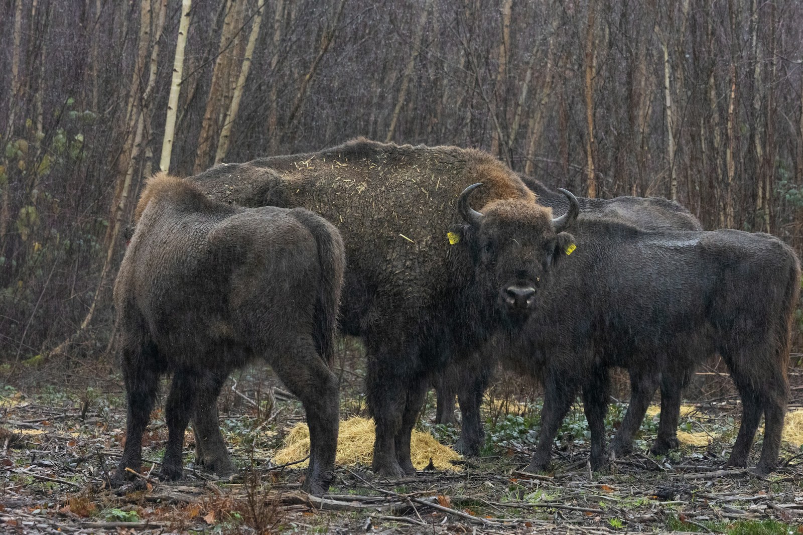 bison herd bonding
