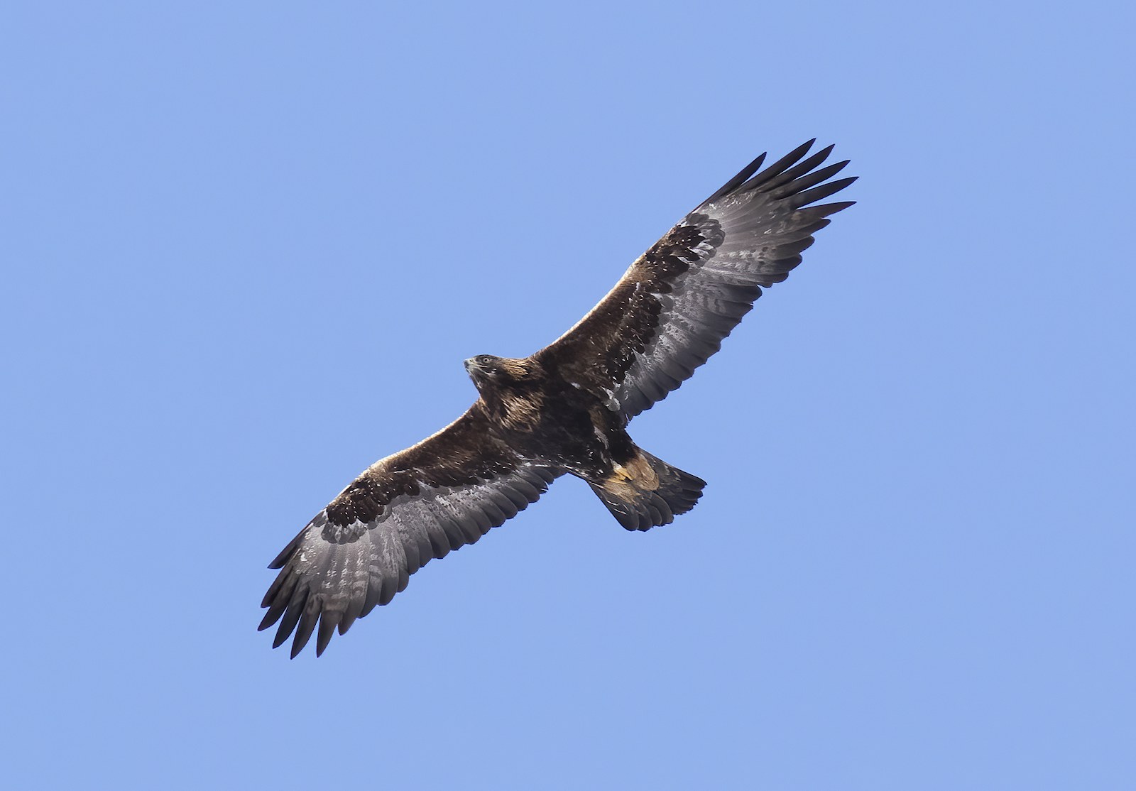 Golden eagle soaring in the sky from below