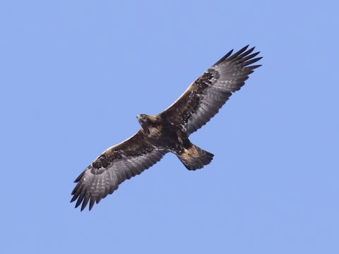 Golden eagle soaring in the sky from below