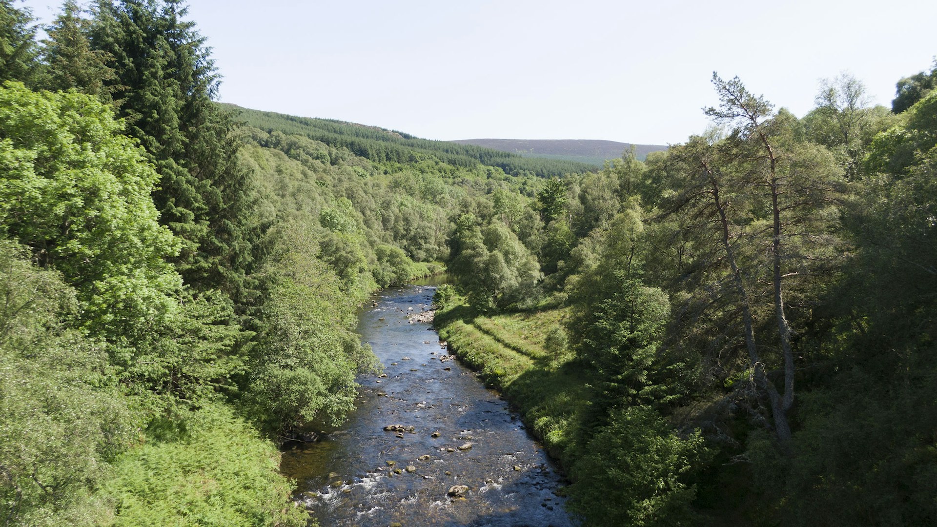 Tree lined river