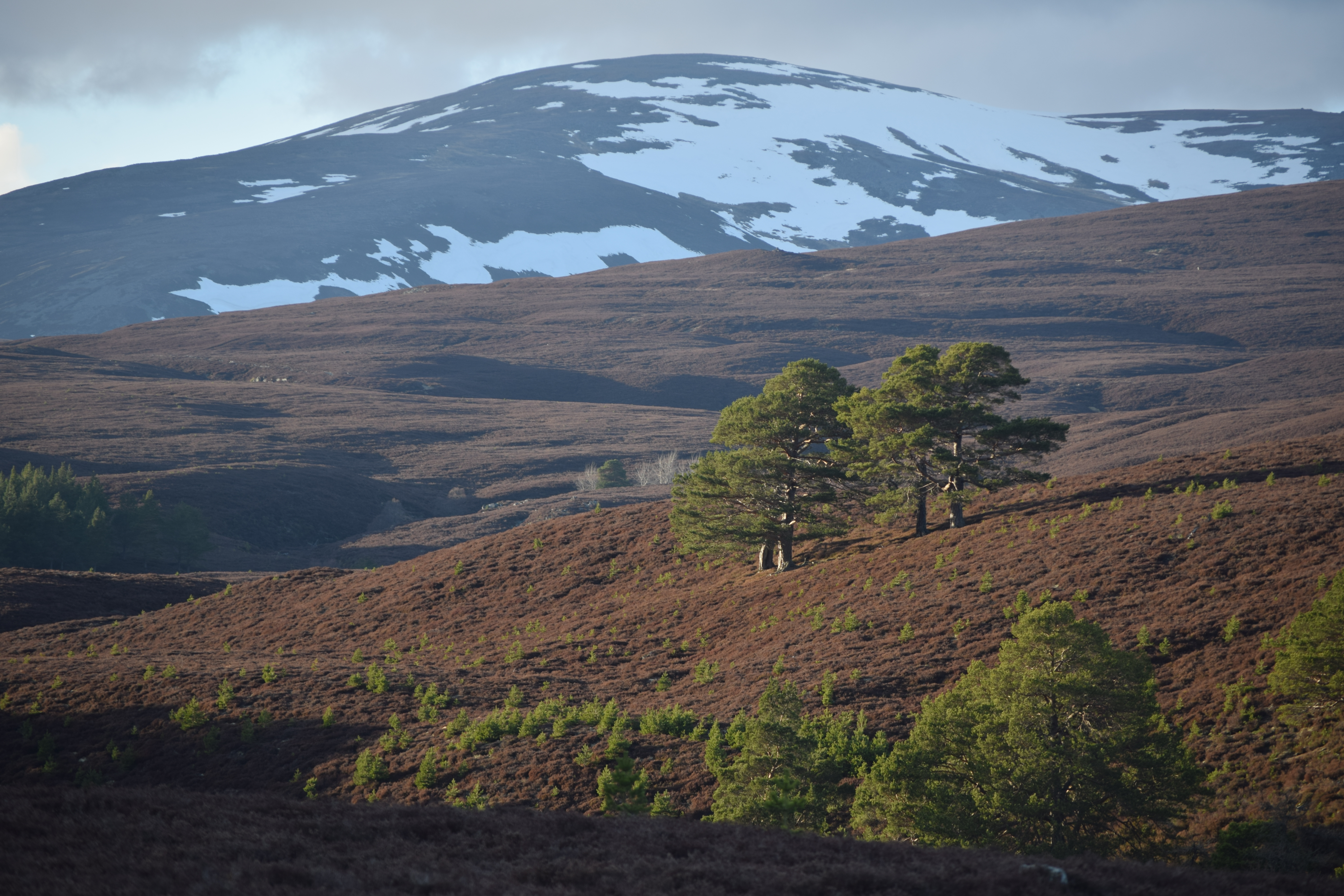Mar Lodge,Trees on Hillside