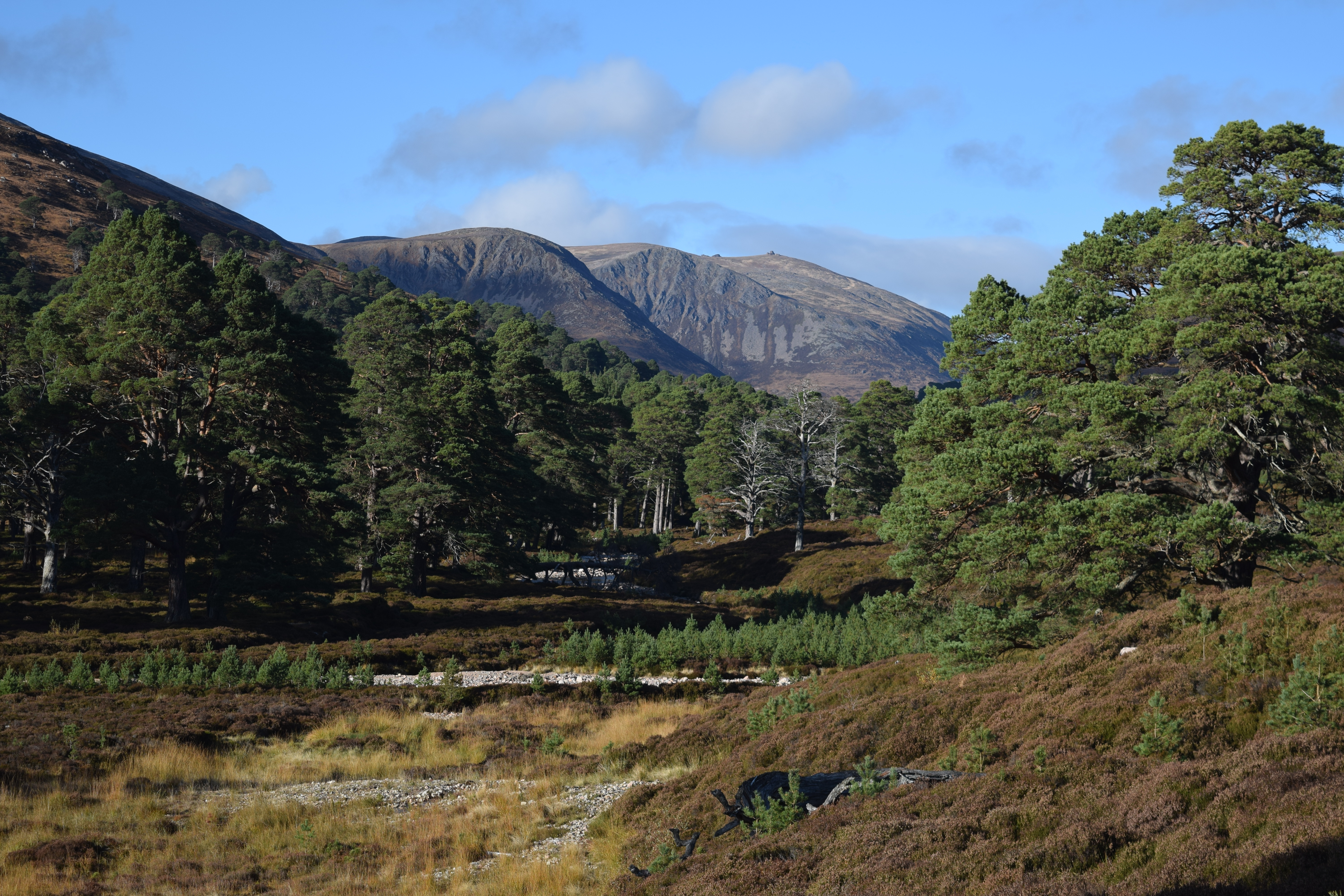 Mar Lodge, Heathland Landscape