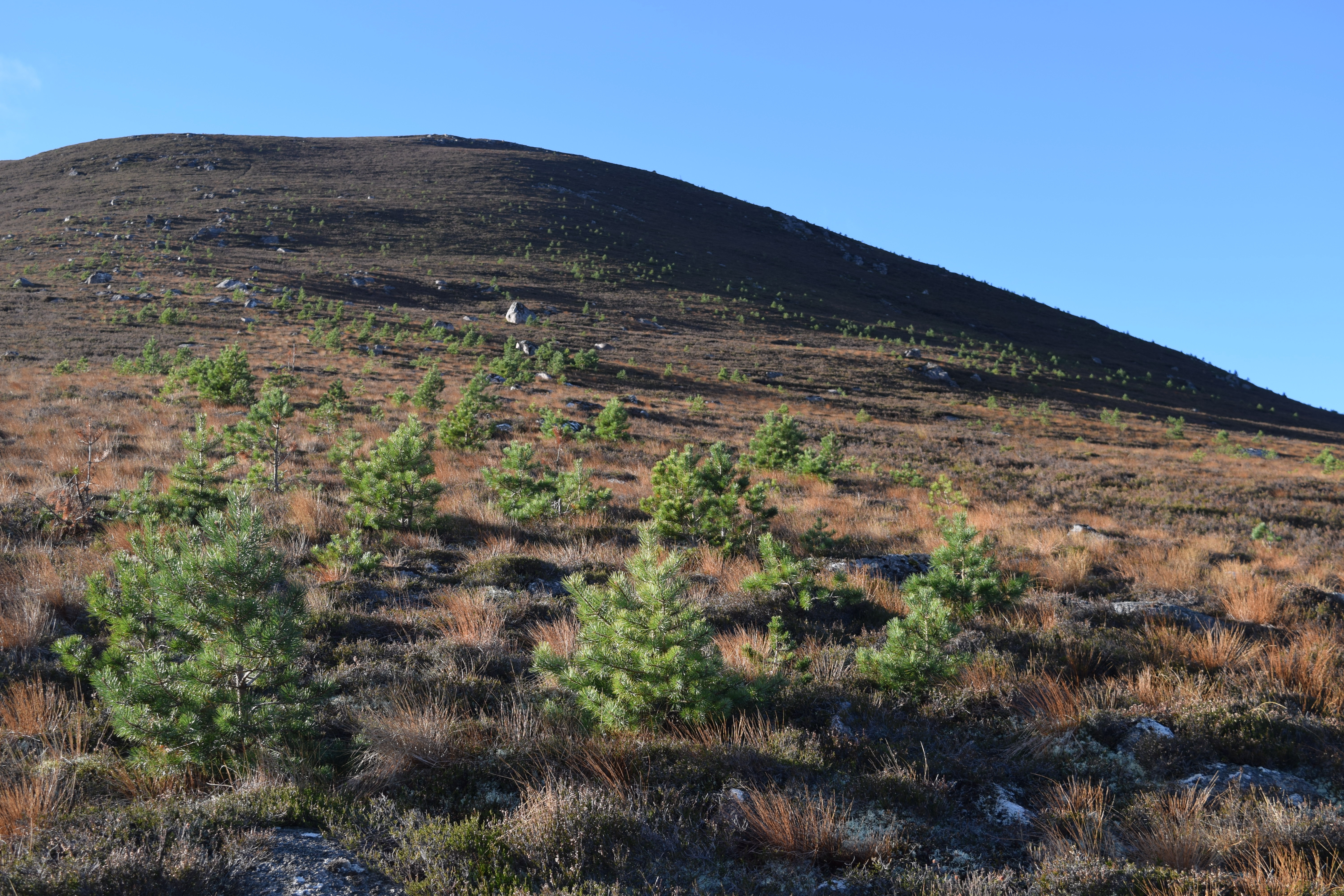 Mar Lodge, Tree Regeneration on Hillside