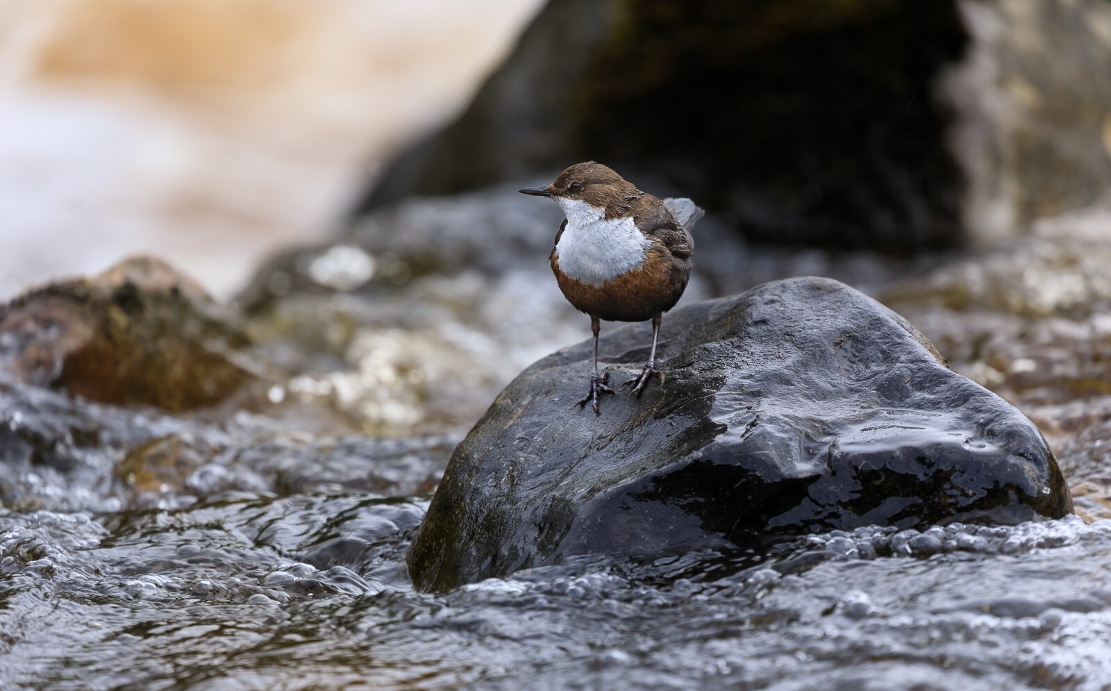 Dipper perched on rock in a river