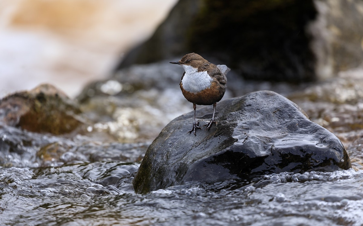 Dipper perched on rock in a river