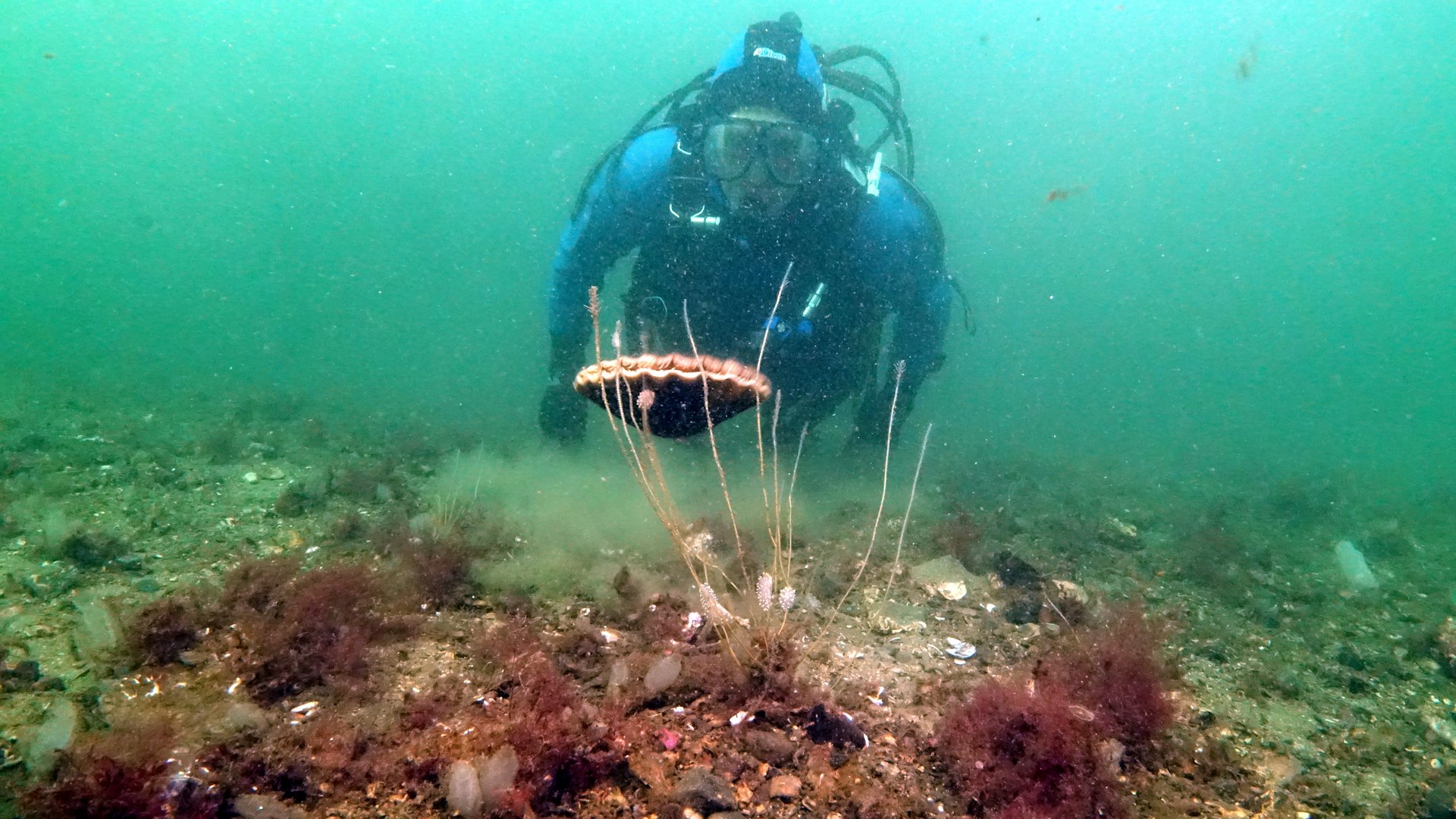 Diver Scallop